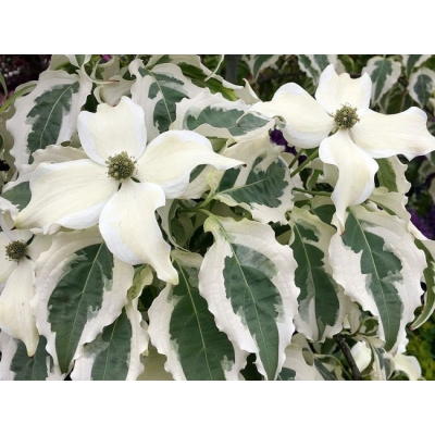Dereń kousa TRI SPLENDOR kremowe kwiaty ozdobny z białozielonych liści